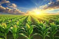 Аграрное право